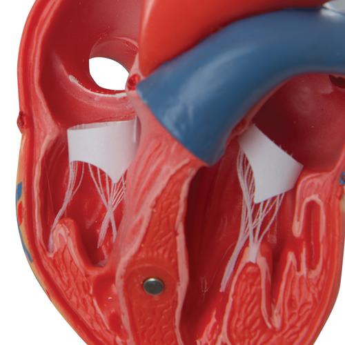 Cuore, modello classico, in 2 parti - 3B Smart Anatomy, 1017800 [G08], Strumenti didattici cardiaci e di cardiofitness