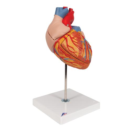 Cuore, ingrandito 2 volte, in 4 parti - 3B Smart Anatomy, 1000268 [G12], Strumenti didattici cardiaci e di cardiofitness