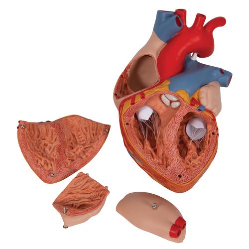 Cuore, ingrandito 2 volte, in 4 parti - 3B Smart Anatomy, 1000268 [G12], Strumenti didattici cardiaci e di cardiofitness