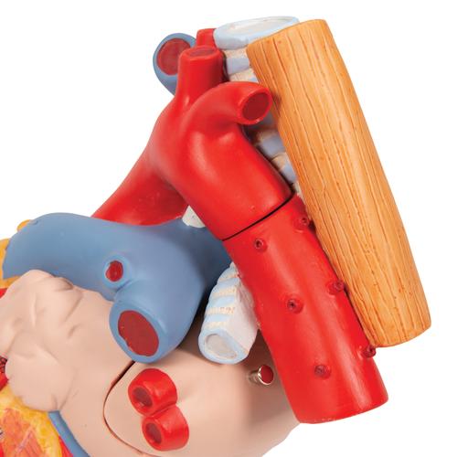 Cuore con trachea ed esofago, ingrandito 2 volte, in 5 parti - 3B Smart Anatomy, 1000269 [G13], Modelli di Cuore e Apparato Circolatorio