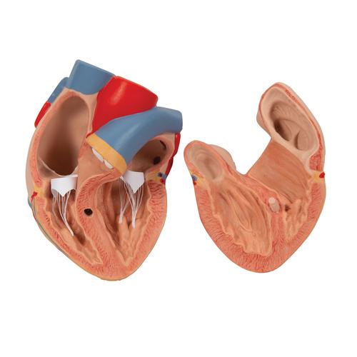 Polmone con laringe, in 7 parti - 3B Smart Anatomy, 1000270 [G15], PON Biologia - Laboratorio di Anatomia umana
