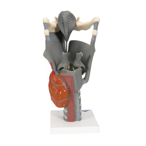 Laringe, modello funzionale, ingrandito 2,5 volte - 3B Smart Anatomy, 1013870 [G20], Modelli di Orecchio, Naso e Gola