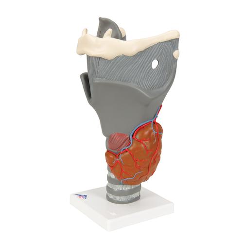 Laringe, modello funzionale, ingrandito 2,5 volte - 3B Smart Anatomy, 1013870 [G20], Modelli di Orecchio, Naso e Gola