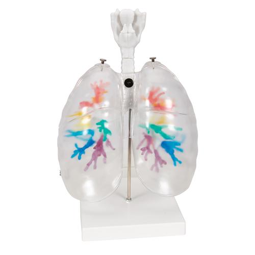 TAC dell’albero bronchiale con laringe e lobo polmonare trasparente - 3B Smart Anatomy, 1000275 [G23/1], Modelli di Polmone