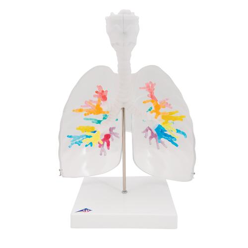 TAC dell’albero bronchiale con laringe e lobo polmonare trasparente - 3B Smart Anatomy, 1000275 [G23/1], Modelli di Polmone