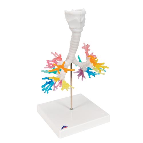 TAC di un albero bronchiale con laringe - 3B Smart Anatomy, 1000274 [G23], Modelli di Polmone