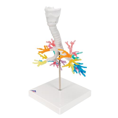 TAC di un albero bronchiale con laringe - 3B Smart Anatomy, 1000274 [G23], Modelli di Polmone