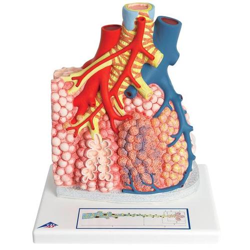 Lobo polmonare con vasi sanguigni circostanti - 3B Smart Anatomy, 1008493 [G60], Modelli di Polmone