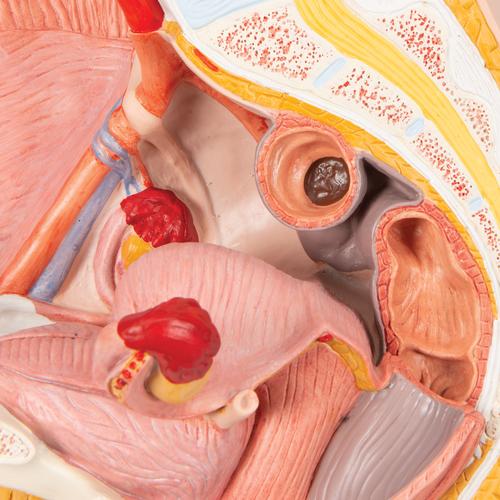Bacino femminile, in 2 parti - 3B Smart Anatomy, 1000281 [H10], Modelli di Pelvi e Organi genitali