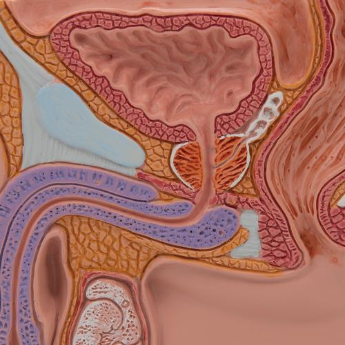 Sezione del bacino maschile, ½ grandezza naturale - 3B Smart Anatomy, 1000283 [H12], Modelli di Pelvi e Organi genitali
