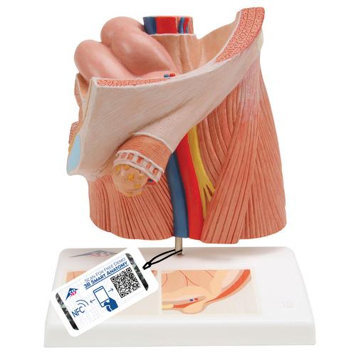Modello di ernia inguinale - 3B Smart Anatomy, 1000284 [H13], Modelli di Pelvi e Organi genitali