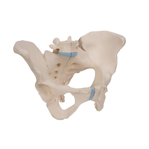 Pelvi femminile, in 3 parti - 3B Smart Anatomy, 1000285 [H20/1], Modelli di Pelvi e Organi genitali