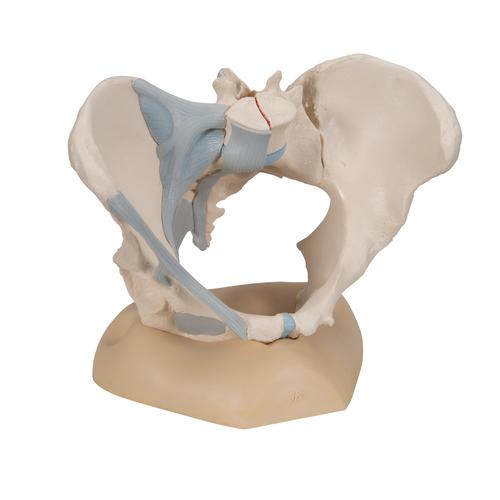 Pelvi femminile con legamenti, in 3 parti - 3B Smart Anatomy, 1000286 [H20/2], Modelli di Pelvi e Organi genitali