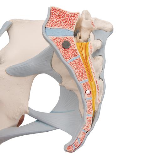 Pelvi femminile con legamenti, in sezione mediosagittale, attraverso i muscoli e gli organi del pavimento pelvico, in 4 parti - 3B Smart Anatomy, 1000287 [H20/3], Modelli di Pelvi e Organi genitali