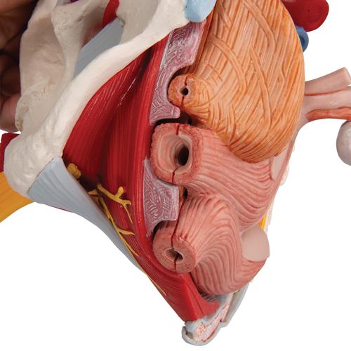 Pelvi femminile con legamenti, vasi, nervi, pavimento pelvico e organi, in 6 parti - 3B Smart Anatomy, 1000288 [H20/4], Modelli di Pelvi e Organi genitali
