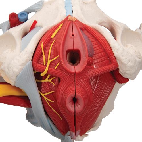Pelvi femminile con legamenti, vasi, nervi, pavimento pelvico e organi, in 6 parti - 3B Smart Anatomy, 1000288 [H20/4], Modelli di Pelvi e Organi genitali