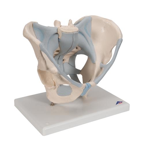 Bacino maschile con legamenti, 2 pezzi - 3B Smart Anatomy, 1013281 [H21/2], Modelli di Pelvi e Organi genitali