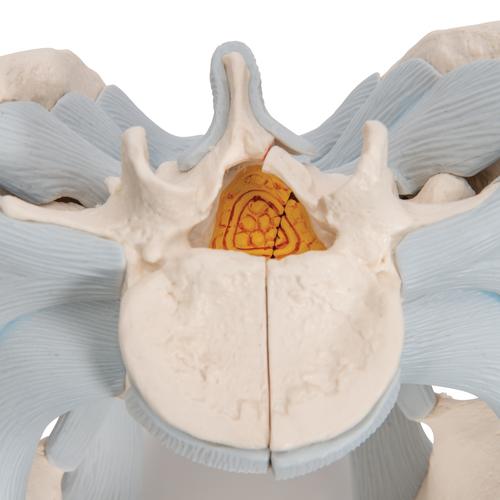 Bacino maschile con legamenti, 2 pezzi - 3B Smart Anatomy, 1013281 [H21/2], Modelli di Pelvi e Organi genitali