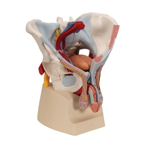 Bacino maschile con legamenti, vasi, nervi, pavimento pelvico e organi, 7 pezzi - 3B Smart Anatomy, 1013282 [H21/3], Modelli di Pelvi e Organi genitali