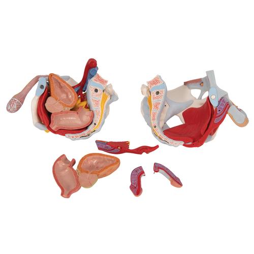 Bacino maschile con legamenti, vasi, nervi, pavimento pelvico e organi, 7 pezzi - 3B Smart Anatomy, 1013282 [H21/3], Modelli di Pelvi e Organi genitali