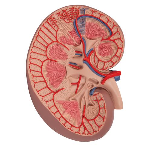 Sezione del rene, versione base, ingrandita 3 volte - 3B Smart Anatomy, 1000295 [K09], Modelli di Apparato Urinario