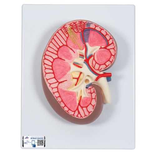 Sezione del rene, ingrandita 3 volte - 3B Smart Anatomy, 1000296 [K10], Modelli di Apparato Urinario