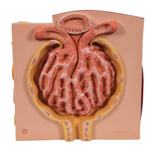 Rene 3B MICROanatomy - 3B Smart Anatomy, 1000301 [K13], Modelli di Apparato Urinario