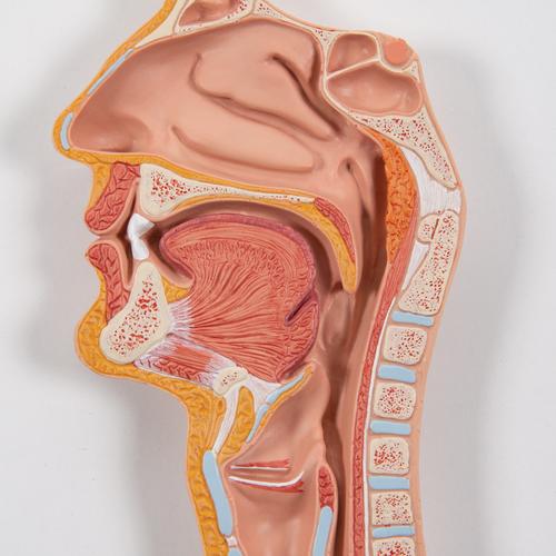 Apparato digerente, in 3 parti - 3B Smart Anatomy, 1000307 [K21], PON Biologia - Laboratorio di Anatomia umana