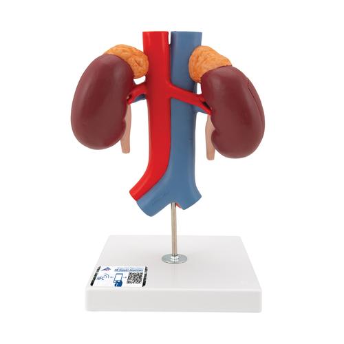 Reni con vasi sanguigni, in 2 parti - 3B Smart Anatomy, 1000308 [K22/1], Modelli di Apparato Urinario