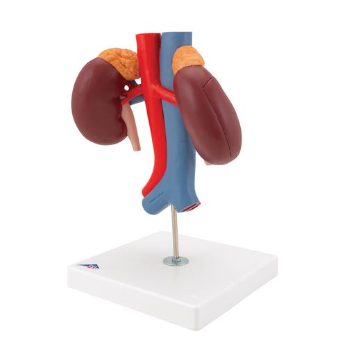 Reni con vasi sanguigni, in 2 parti - 3B Smart Anatomy, 1000308 [K22/1], Modelli di Apparato Urinario