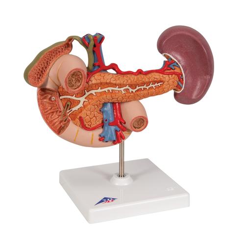 Organi posteriori della parte superiore del ventre - 3B Smart Anatomy, 1000309 [K22/2], Modelli di Apparato Urinario
