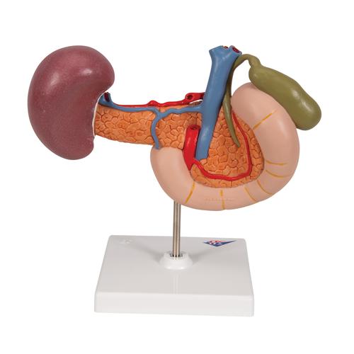 Organi posteriori della parte superiore del ventre - 3B Smart Anatomy, 1000309 [K22/2], Modelli di Sistema Digerente