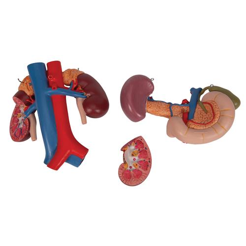 Reni con organi della parte superiore del ventre, in 3 parti - 3B Smart Anatomy, 1000310 [K22/3], Modelli di Apparato Urinario