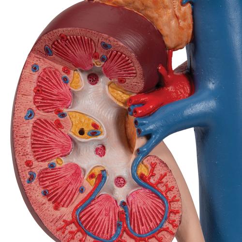 Reni con organi della parte superiore del ventre, in 3 parti - 3B Smart Anatomy, 1000310 [K22/3], Modelli di Apparato Urinario
