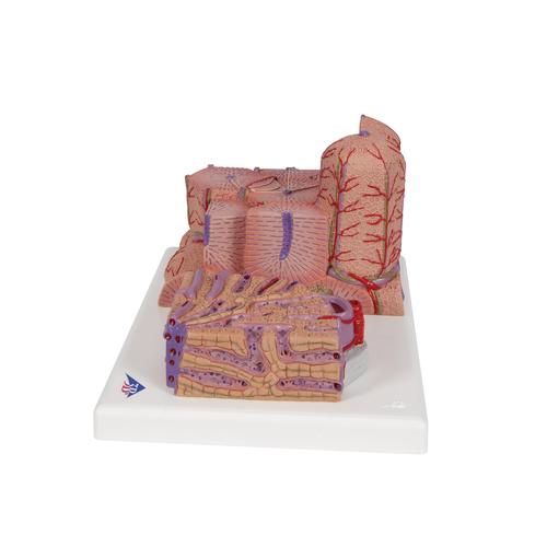 Fegato 3B MICROanatomy - 3B Smart Anatomy, 1000312 [K24], Modelli di Sistema Digerente