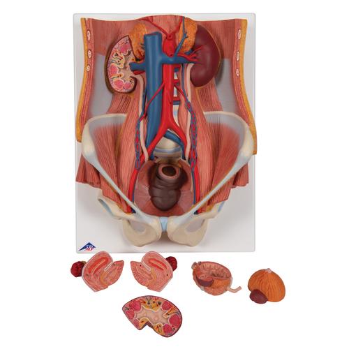 Apparato urinario, bisessuato, in 6 parti - 3B Smart Anatomy, 1000317 [K32], Modelli di Apparato Urinario