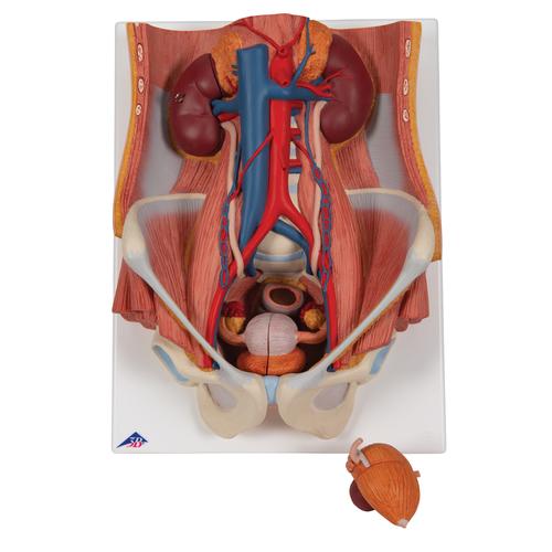 Apparato urinario, bisessuato, in 6 parti - 3B Smart Anatomy, 1000317 [K32], PON Biologia - Laboratorio di Anatomia umana