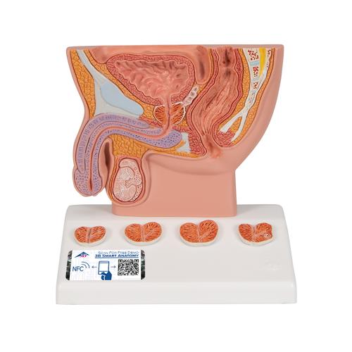 Modello di prostata, ½ grandezza naturale - 3B Smart Anatomy, 1000319 [K41], Men's Health Education