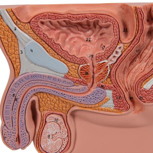 Modello di prostata, ½ grandezza naturale - 3B Smart Anatomy, 1000319 [K41], Men's Health Education
