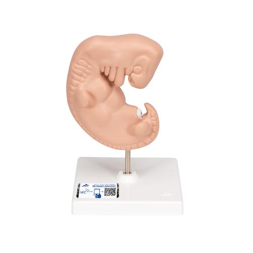 Embrione, ingrandito 25 volte - 3B Smart Anatomy, 1014207 [L15], Modelli Gravidanza