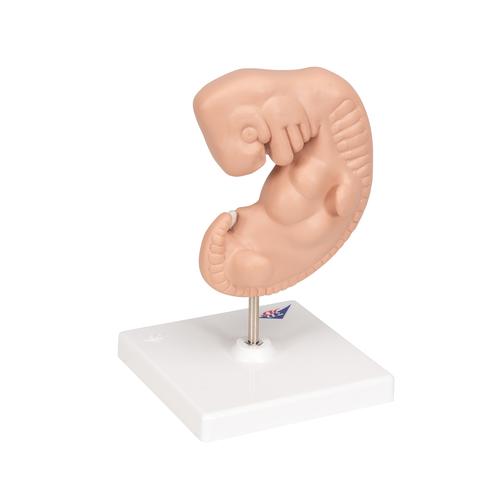 Embrione, ingrandito 25 volte - 3B Smart Anatomy, 1014207 [L15], Uomo