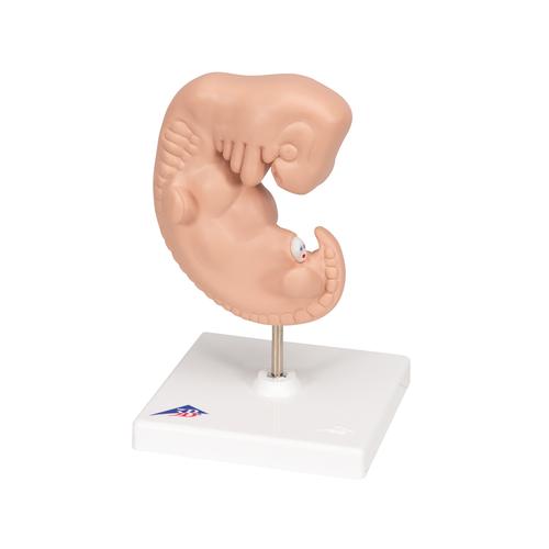 Embrione, ingrandito 25 volte - 3B Smart Anatomy, 1014207 [L15], Modelli Gravidanza