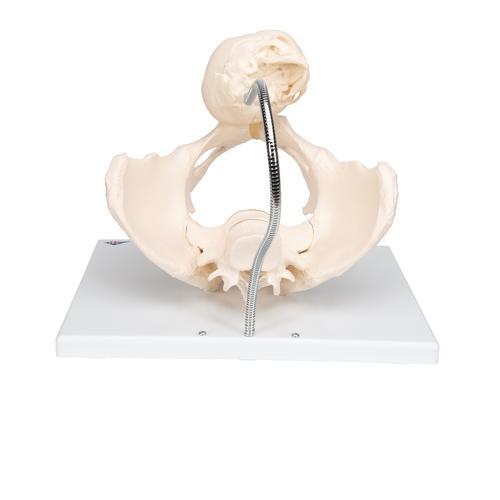 Bacino per illustrare il parto - 3B Smart Anatomy, 1000334 [L30], Modelli Gravidanza