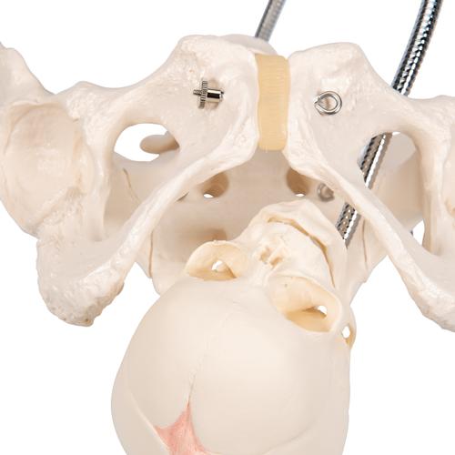Bacino per illustrare il parto - 3B Smart Anatomy, 1000334 [L30], Educazione prenatale