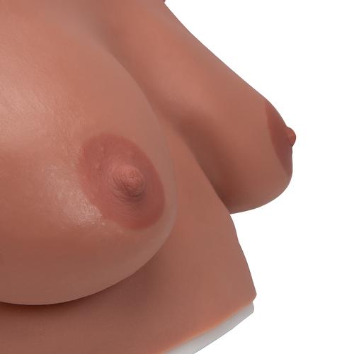 Modello per palpazione del seno, da appendere, 1000342 [L50], Modello Seno