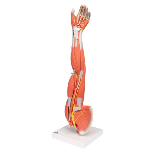 Braccio con muscoli, in 6 parti - 3B Smart Anatomy, 1000015 [M10], PON Biologia - Laboratorio di Anatomia umana
