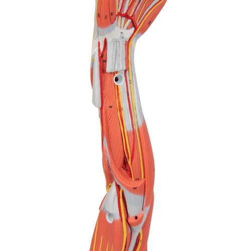 Braccio con muscoli, in 6 parti - 3B Smart Anatomy, 1000015 [M10], PON Biologia - Laboratorio di Anatomia umana