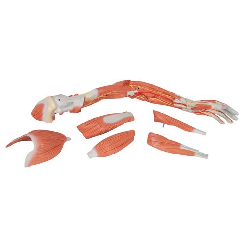 Braccio con muscoli, modello di lusso, in 6 parti - 3B Smart Anatomy, 1000347 [M11], Modelli di Muscolatura