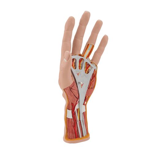 Modello struttura della mano, in 3 parti - 3B Smart Anatomy, 1000349 [M18], Modelli di scheletro della mano e del braccio
