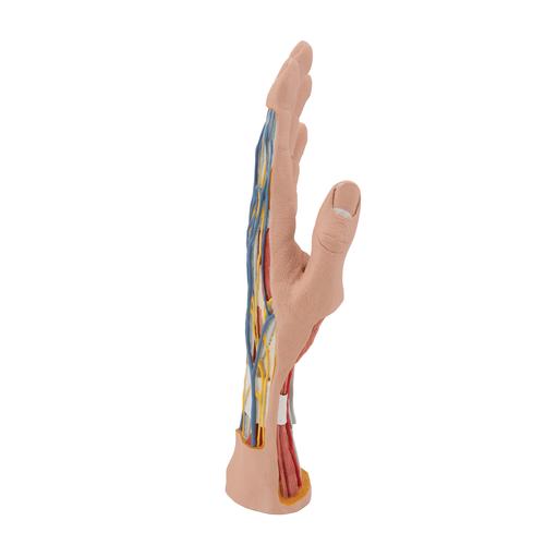 Modello struttura della mano, in 3 parti - 3B Smart Anatomy, 1000349 [M18], Modelli di scheletro della mano e del braccio